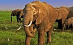 N'Douci/ Des éléphants sèment la terreur dans des plantations