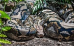 Drame/ Une femme retrouvée morte dans le ventre un python