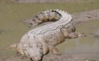 District autonome d'Abidjan/ Des crocodiles font leur retour dans la rivière du Banco
