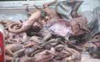 Daoukro/Plus de 700 kg de viande saisis et incinérés