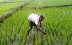 Guémon/ Auto-suffisance alimentaire/1800 jeunes bientôt formés à la production du riz irrigué
