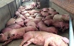 Peste porcine/ 108 286 porcs abattus dans 19 localités/  Des actions correctives pour une riposte efficace contre le fléau
