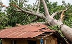 Drame à Bouaké/ Un fromager, vieux de 100 ans s'écrase sur des habitants : Des morts et des blessés graves