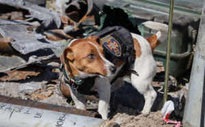 ​Pour son efficacité au front, le chien soldat ‘’patron’’ décoré par le président Ukrainien