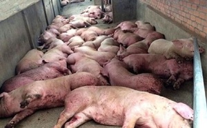 Peste porcine/ 108 286 porcs abattus dans 19 localités/  Des actions correctives pour une riposte efficace contre le fléau