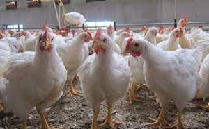 Résistance antimicrobienne : des pratiques responsables pour protéger l’avenir de l’élevage en Côte d’Ivoire