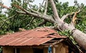 Drame à Bouaké/ Un fromager, vieux de 100 ans s'écrase sur des habitants : Des morts et des blessés graves
