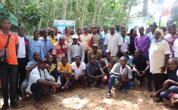 Lutte contre les réchauffements climatiques et la déforestation/ Voici comment l'hévéaculture contribue à l'amélioration des zones marginales de l'ancienne boucle du cacao.