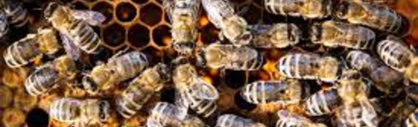 Tragique/ Un couple de septuagénaires tué par des abeilles