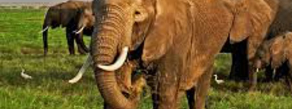 N'Douci/ Des éléphants sèment la terreur dans des plantations
