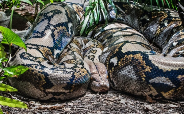 Drame/ Une femme retrouvée morte dans le ventre un python
