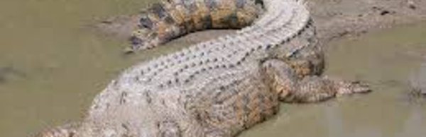 District autonome d'Abidjan/ Des crocodiles font leur retour dans la rivière du Banco