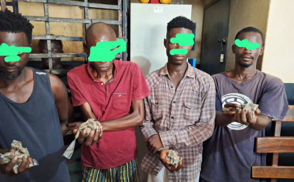 Duekoué/ 4 dealers pris en possession d'une importante quantité de drogue.