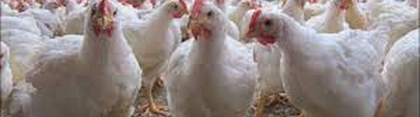 Résistance antimicrobienne : des pratiques responsables pour protéger l’avenir de l’élevage en Côte d’Ivoire